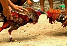 Foto Judi Sabung Ayam